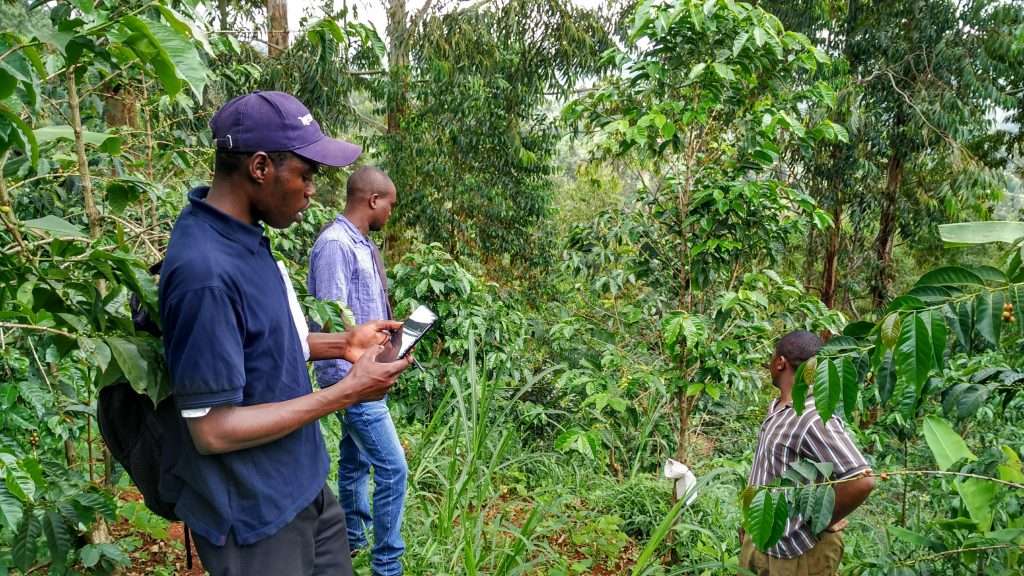 Three men on a coffee farm measure crops using SurveyCTO on a device