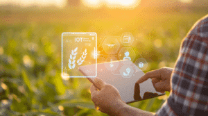 Farmer using digital tablet in corn crop cultivated field with smart farming interface icons and light flare sunset effect. Smart and new technology for agriculture business concept.